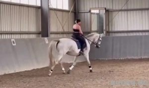 reitbeteiligung gesucht (Pferd sucht Mensch)