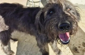 Lino sucht dringend ein liebevolles Zuhause