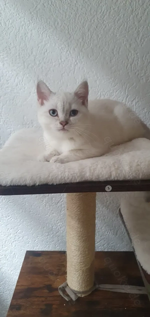 BKH Kitten zuverkaufen 