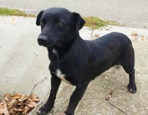 Pebbles sucht ein liebevolles Zuhause