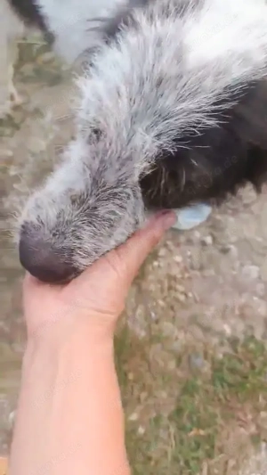 Butz - bist du bereit für ihn? Bild 4