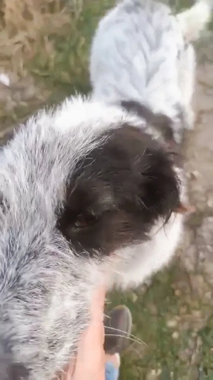 Butz - bist du bereit für ihn? Bild 7