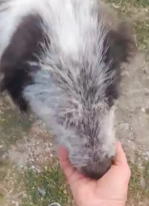 Butz - bist du bereit für ihn? Bild 9