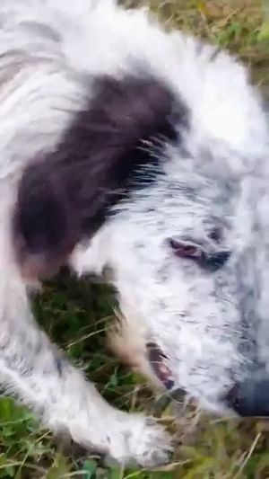 Butz - bist du bereit für ihn? Bild 2