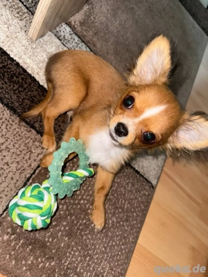 Chihuahua Männchen 