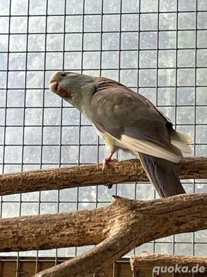 Ziegensittich 3 Stück verschiedene Farben