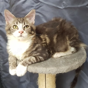 Maine Coon Kitten ....