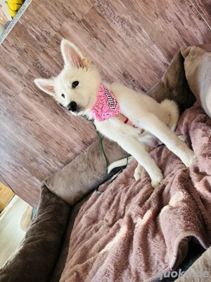 schäferhündin 15 wochen alt 