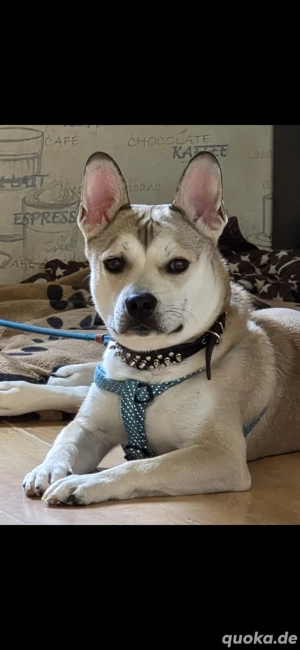 Fluffy sucht seine Menschen