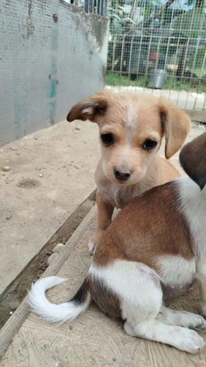 Merlin- der ruhige Beobachter