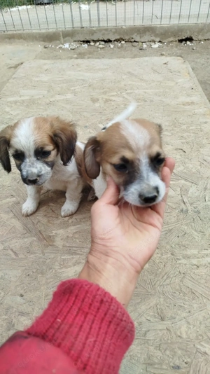 Monty - der fröhliche Charmeur