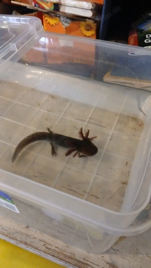 Axolotl Jungtiere 