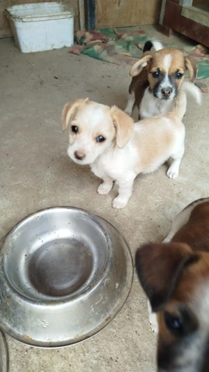 Motte - die charmante Krawallbrumme 