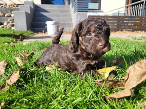 Reinrassige Toypudel Welpen in Choco & Choco Tan 