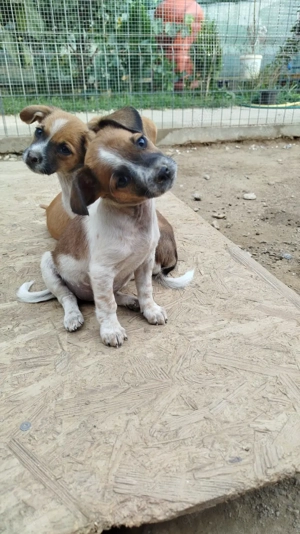 Mali - die kleine Schlaue 