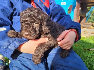 Reinrassige Toypudel Welpen in Choco & Choco Tan  Bild 2