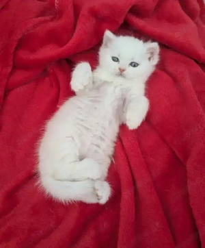 Britisch Kurzhaar Langhaar Mix Kätzchen (weiß mit cremefarbenen Abzeichen, blaue Augen, männlich)