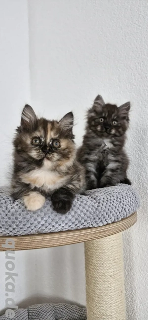 Kitten in besonder Farbe Katzenbaby Katze Kurilian Bobtail mit Stammbaum 