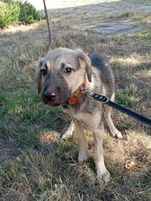 Ich bin ein trauriger und ruhiger Welpe Namens Larry