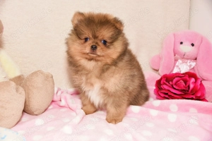 Reinrassige Pomeranian Zwergspitz Welpen