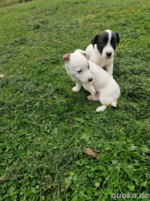 Jack Russell Welpen