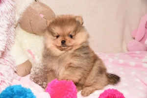 Reinrassige Pomeranian Zwergspitz Welpen
