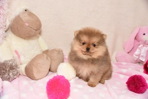Reinrassige Pomeranian Zwergspitz Welpen Bild 6