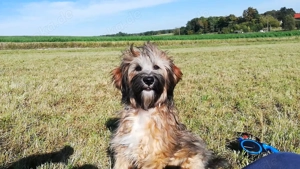 Tibet Terrier Rüde mit Papieren