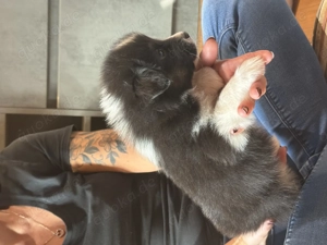 Australien Shepherd Welpen  Bild 5 Australien Shepherd Welpen  Bild 5