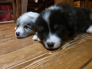 Australien Shepherd Welpen  Bild 2 Australien Shepherd Welpen  Bild 2