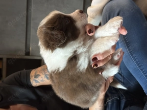 Australien Shepherd Welpen  Bild 6 Australien Shepherd Welpen  Bild 6