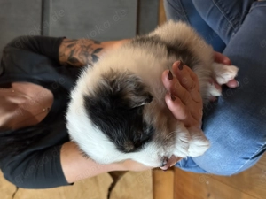 Australien Shepherd Welpen  Bild 9 Australien Shepherd Welpen  Bild 9