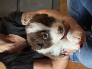 Australien Shepherd Welpen  Bild 4 Australien Shepherd Welpen  Bild 4