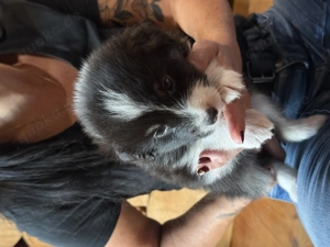 Australien Shepherd Welpen  Bild 3 Australien Shepherd Welpen  Bild 3