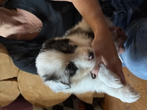 Australien Shepherd Welpen  Bild 8 Australien Shepherd Welpen  Bild 8