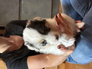 Australien Shepherd Welpen  Bild 10 Australien Shepherd Welpen  Bild 10