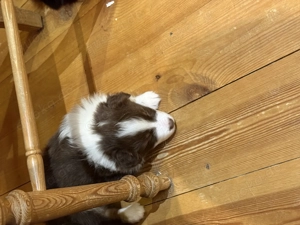 Australien Shepherd Welpen  Bild 7 Australien Shepherd Welpen  Bild 7