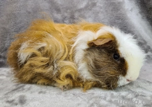 Kastrat sucht Damengesellschaft 