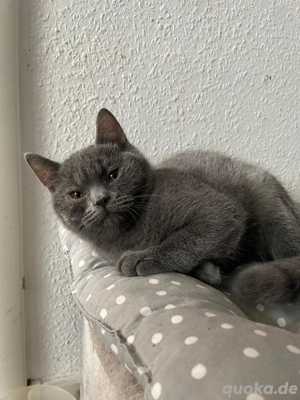 Verkaufe zwei britisch kurzhaar männliche jungen Katzen