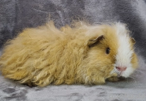 Meerschweinchen Kastrat California 