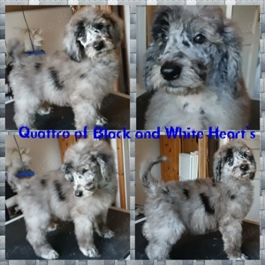 Grosspudel Welpen in blue merle 