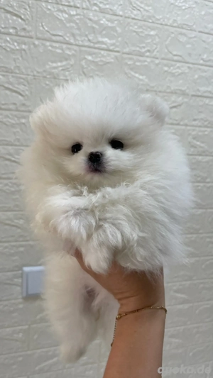 Reinrassige Pomeranian Zwergspitz Welpen mit Stammbaum