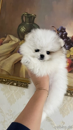 Reinrassige Pomeranian Zwergspitz Welpen mit Stammbaum