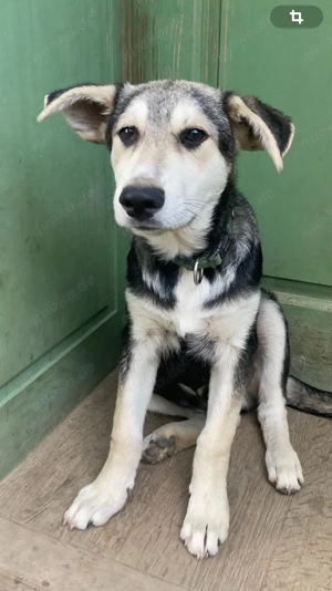 Fuchsi sucht sein Glück!