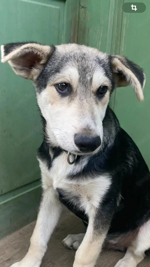 Junghund Fuchsi sucht liebevolles Zuhause! Bild 2