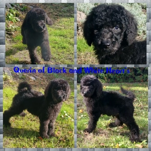 Grosspudel Welpen in schwarz 