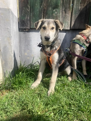 Junghund Fuchsi sucht liebevolles Zuhause! Bild 4