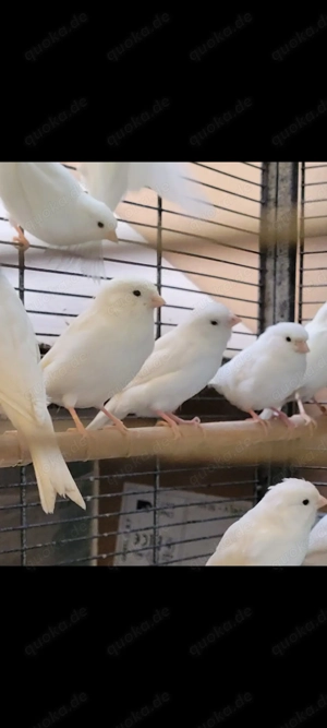 Kanarien weiße Kanarienvogel. 