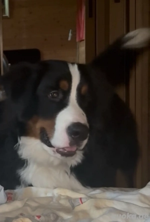 bernersennen Rüde 7 monate alt