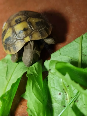 Junge griechische Landschildkröten zu verkaufen
